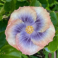 Taiwan Starlit Opaline Veil